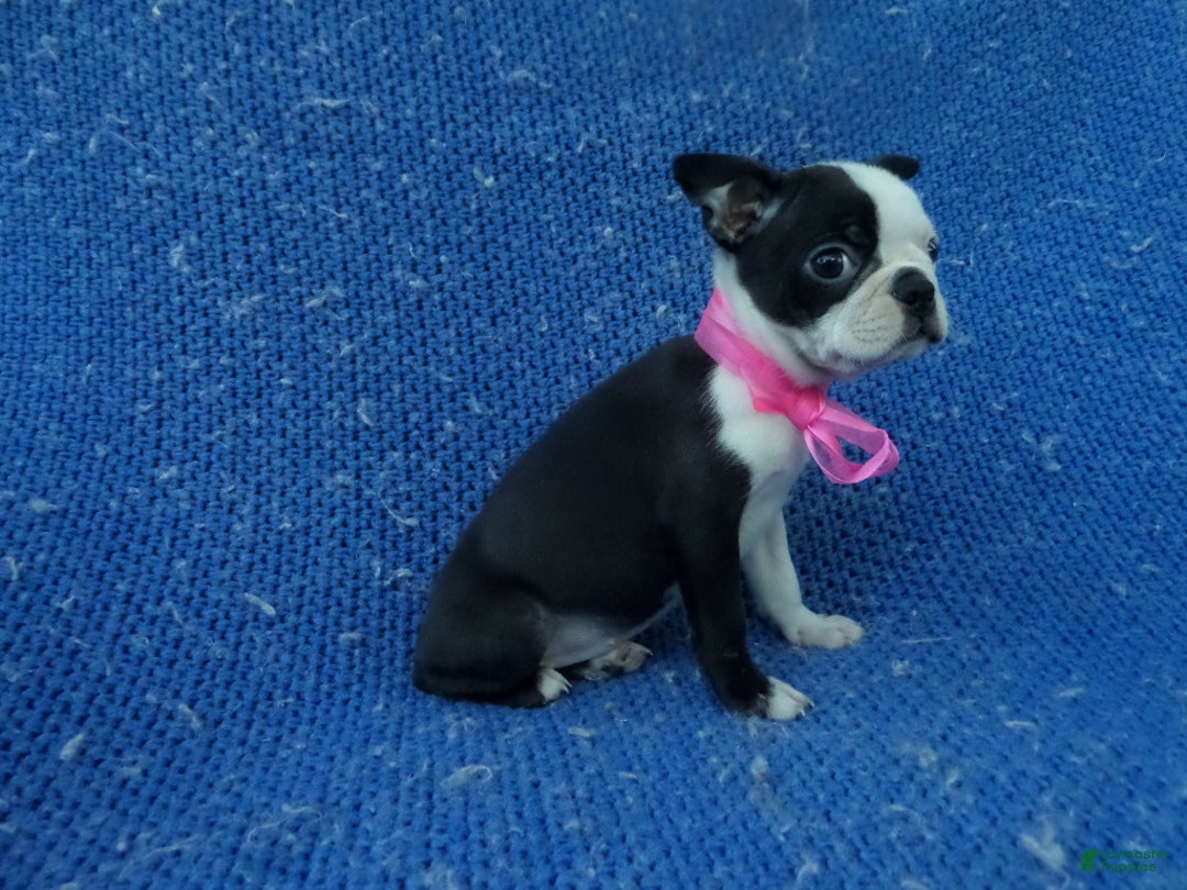 Boston Terrier dogs for sale: Karol - Ad 1