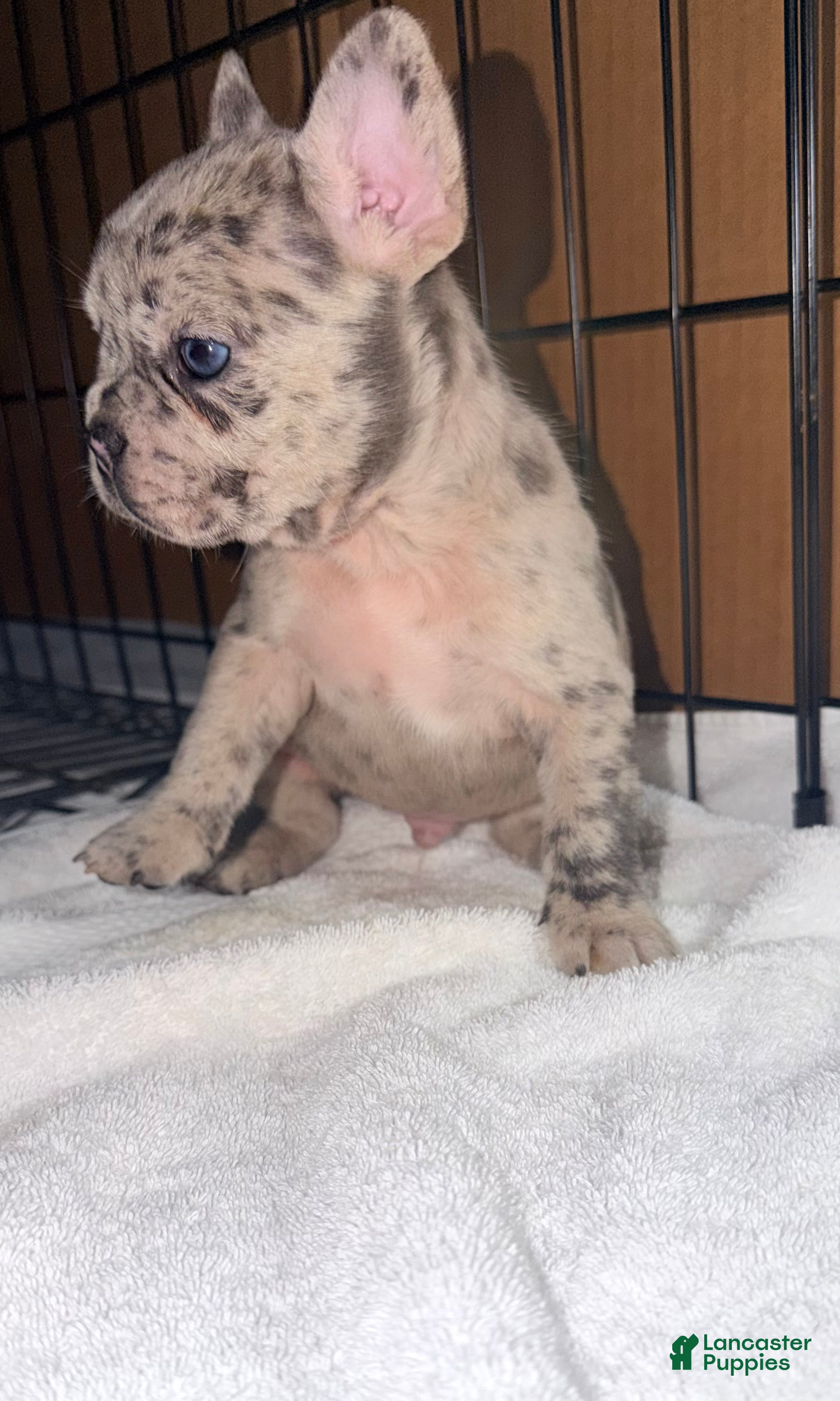 French Bulldog dogs for sale: Diesel - Ad 1