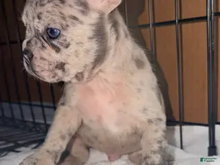 French Bulldog dogs Diesel - Ad 15