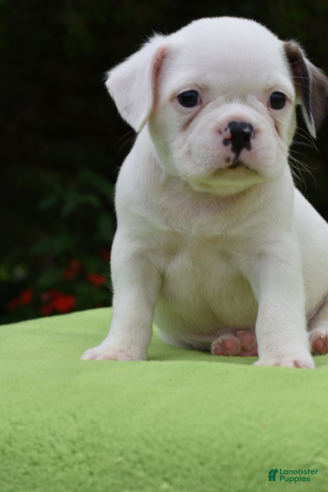 Mixed Breed dogs Milo f1b Frenchton hybrid  - Ad 1