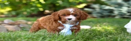 Cavapoo dogs for sale: Oscar - Ad 6