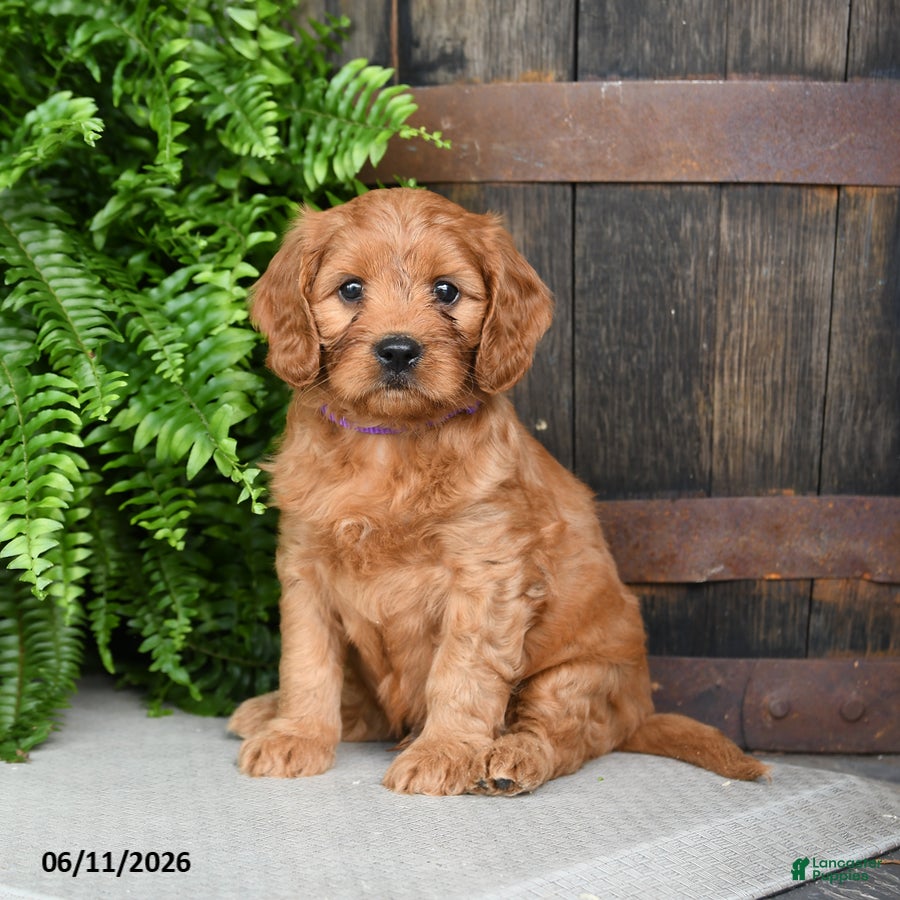 Cavapoo dogs Tyrian - Ad 1