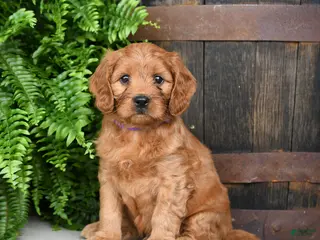 Cavapoo dogs for sale: Tyrian - Ad 2