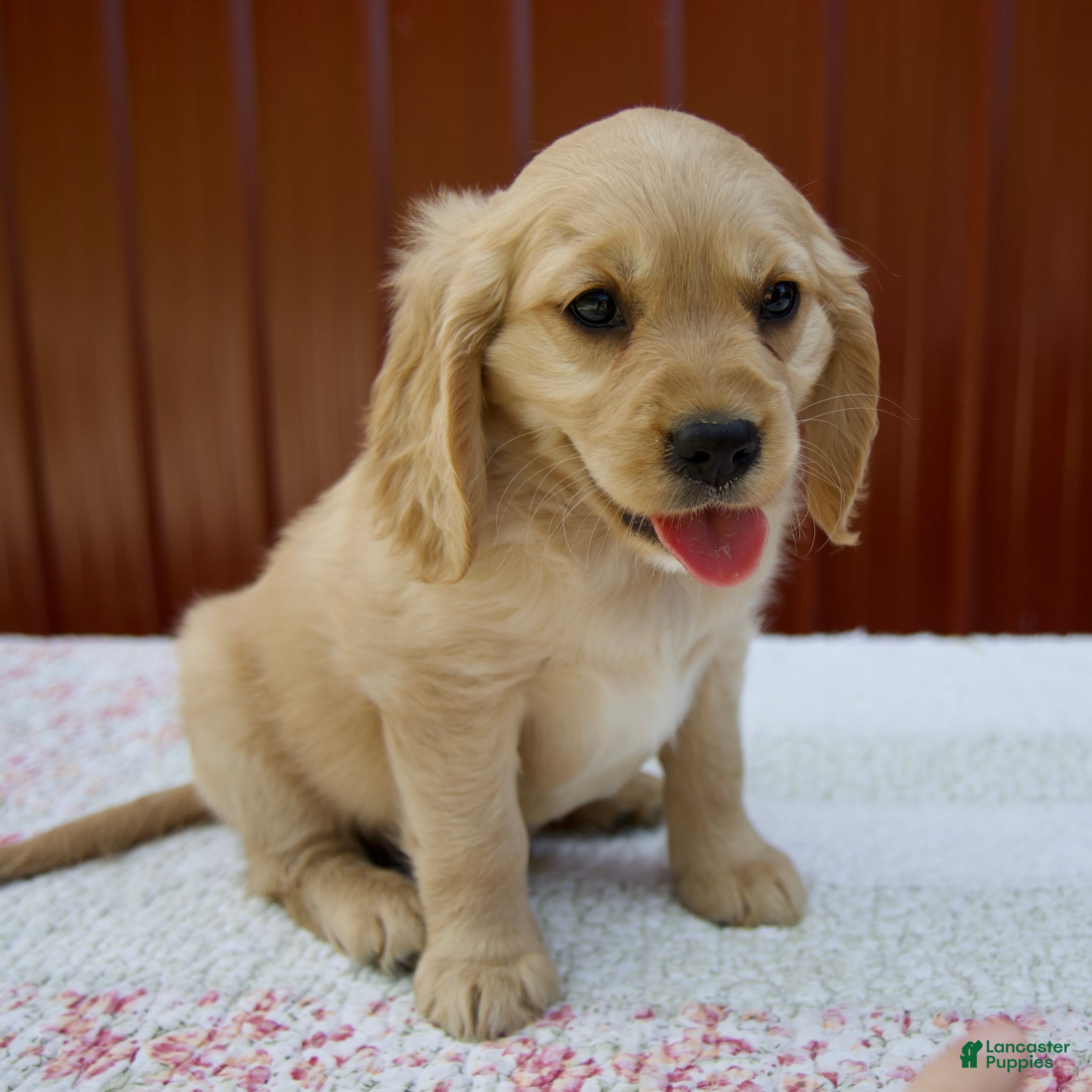 Miniature Golden Retriever dogs Grady - Ad 2