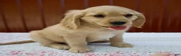 Miniature Golden Retriever dogs for sale: Grady - Ad 2