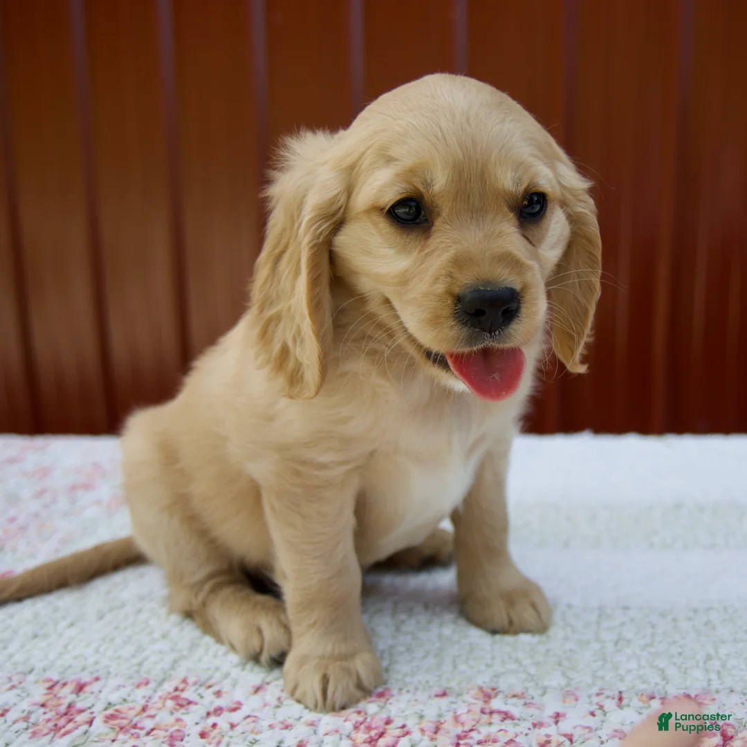 Miniature Golden Retriever dogs for sale: Grady - Ad 2
