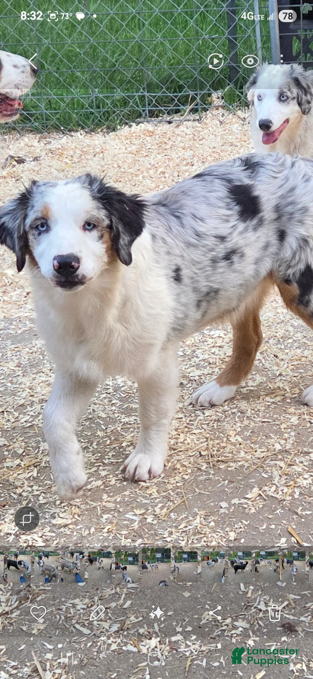 Australian Shepherd dogs for sale: Australian Shepherd Puppy 10 - Ad 2