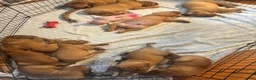 Dogue De Bordeaux dogs for sale: Dogue De Bordeaux Puppy 5 - Ad 61