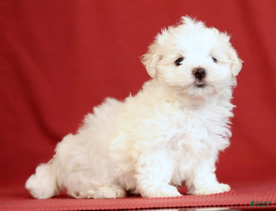 Maltese dogs for sale: Angie - Ad 2