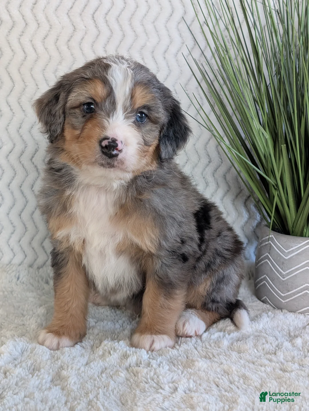 Mini Bernedoodle dogs for sale: Mini Niko  - Ad 7