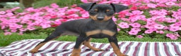 Miniature Pinscher dogs for sale: Bullet - Ad 6