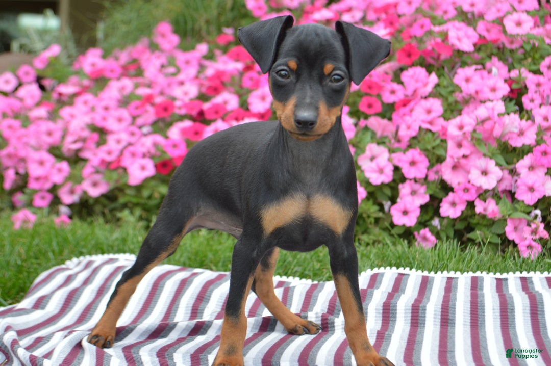 Miniature Pinscher dogs for sale: Bullet - Ad 6