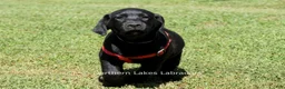 Labrador Retriever dogs for sale: Ethan - Ad 3