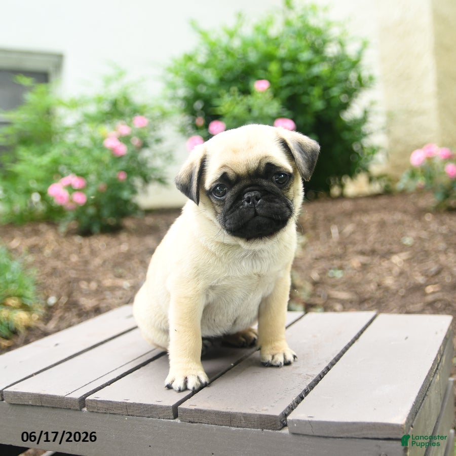 Pug dogs Kracker - Ad 2