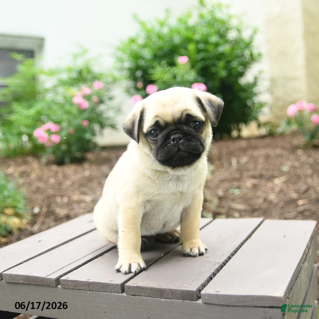 Pug dogs for sale: Kracker - Ad 2