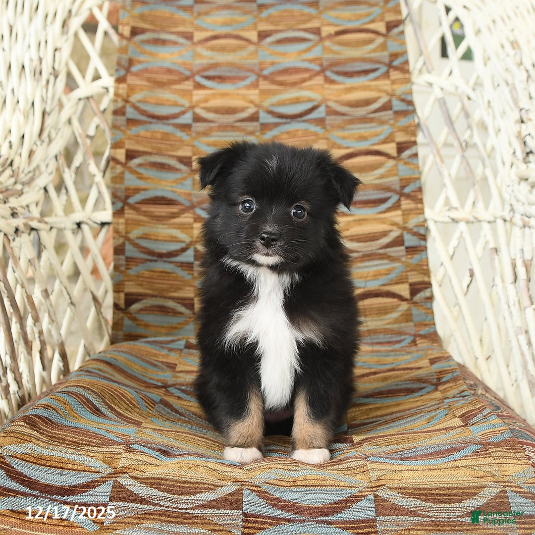 Toy Australian Shepherd dogs for sale: Cricket - Ad 2