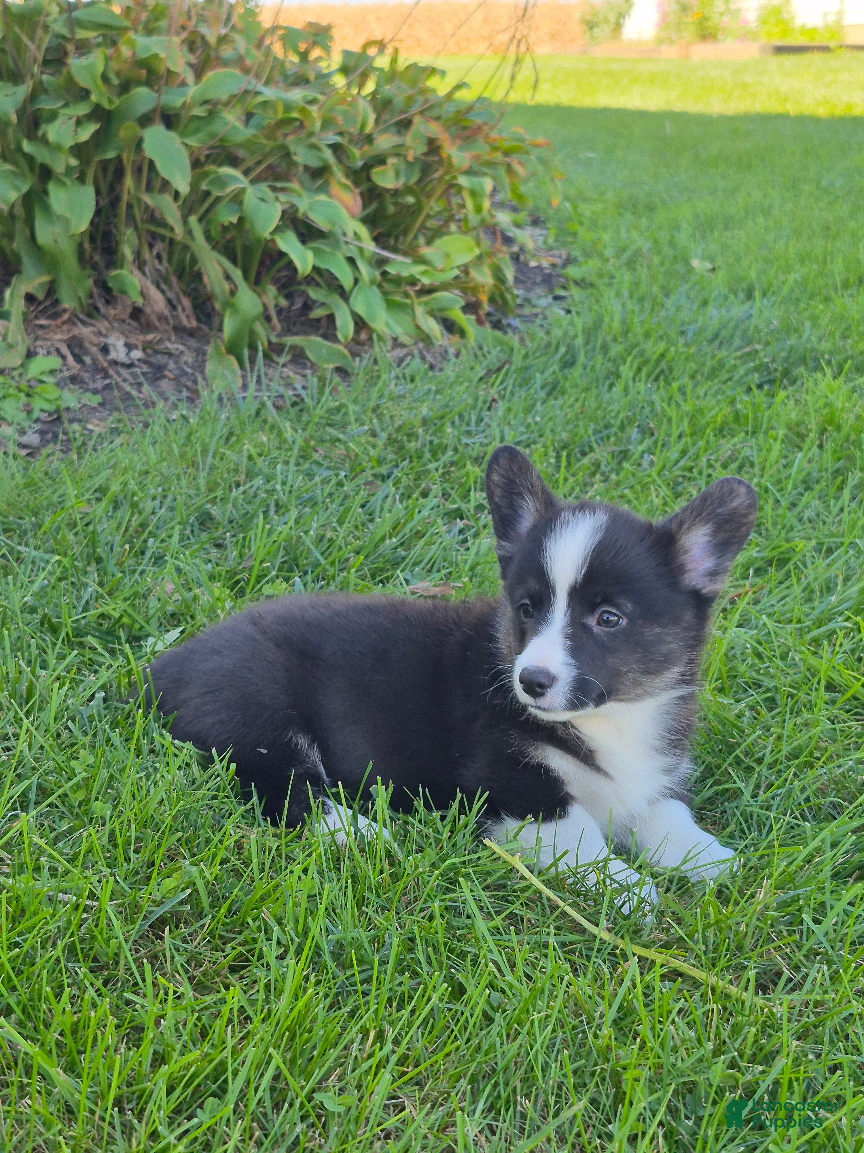 Welsh Corgi Pembroke dogs Sophie - Ad 1