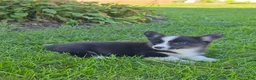 Welsh Corgi Pembroke dogs for sale: Sophie - Ad 1