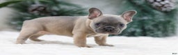 French Bulldog dogs for sale: Hailey - Ad 5