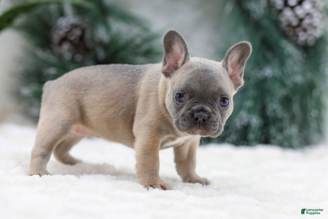 French Bulldog dogs for sale: Hailey - Ad 5