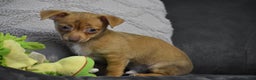 Chihuahua dogs for sale: Duke - Ad 3
