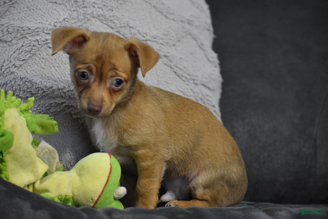 Chihuahua dogs for sale: Duke - Ad 3