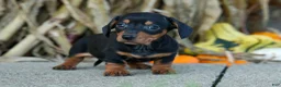 Miniature Dachshund dogs for sale:  Zack🐶 - Ad 4