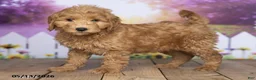 Mini Goldendoodle dogs for sale: Rufus - Ad 3