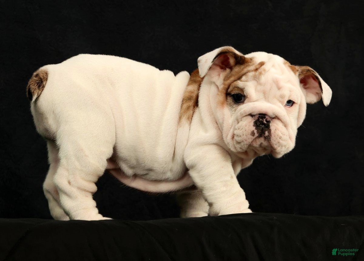 English Bulldog dogs Lulu - Ad 2