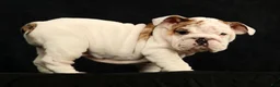 English Bulldog dogs for sale: Lulu - Ad 2