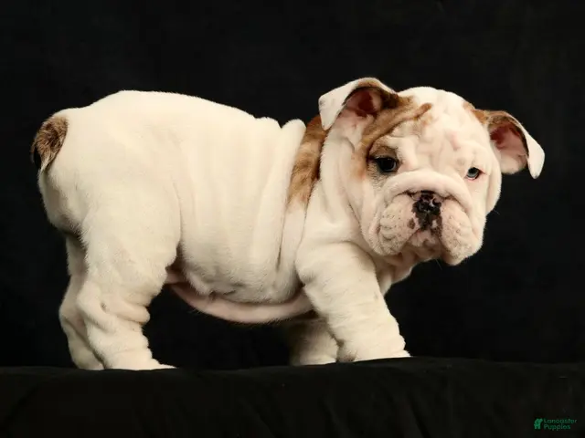 English Bulldog dogs for sale: Lulu - Ad 2