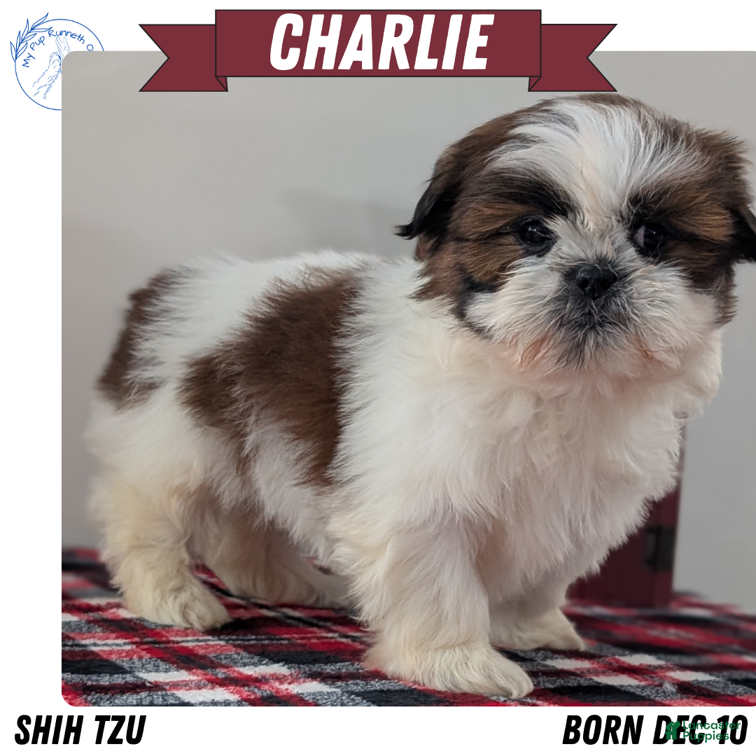 Shih Tzu dogs Charlie - Ad 1