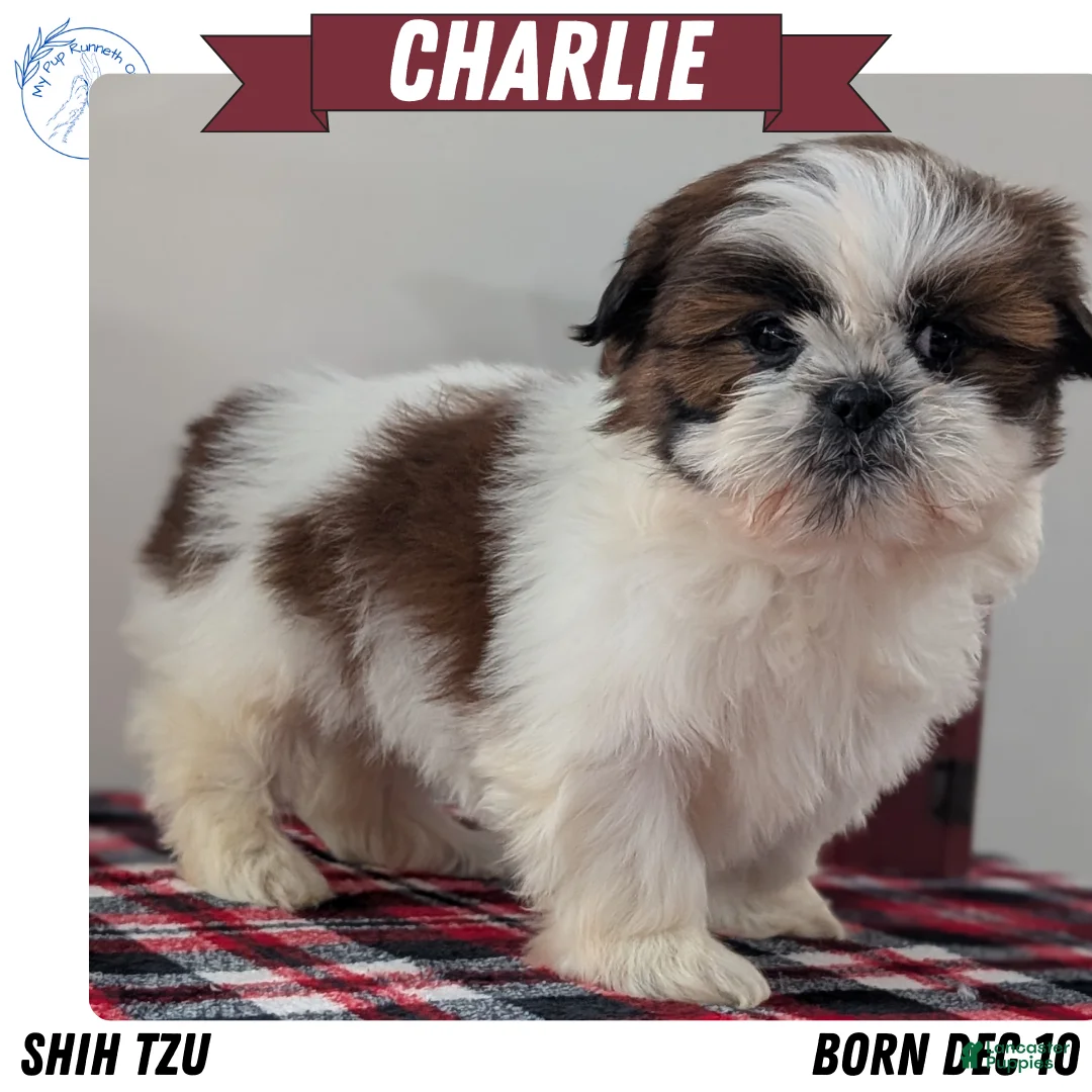 Shih Tzu dogs for sale: Charlie - Ad 1