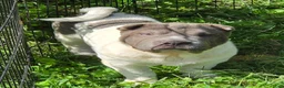 Shar Pei dogs for sale: Blue Berry  - Ad 17