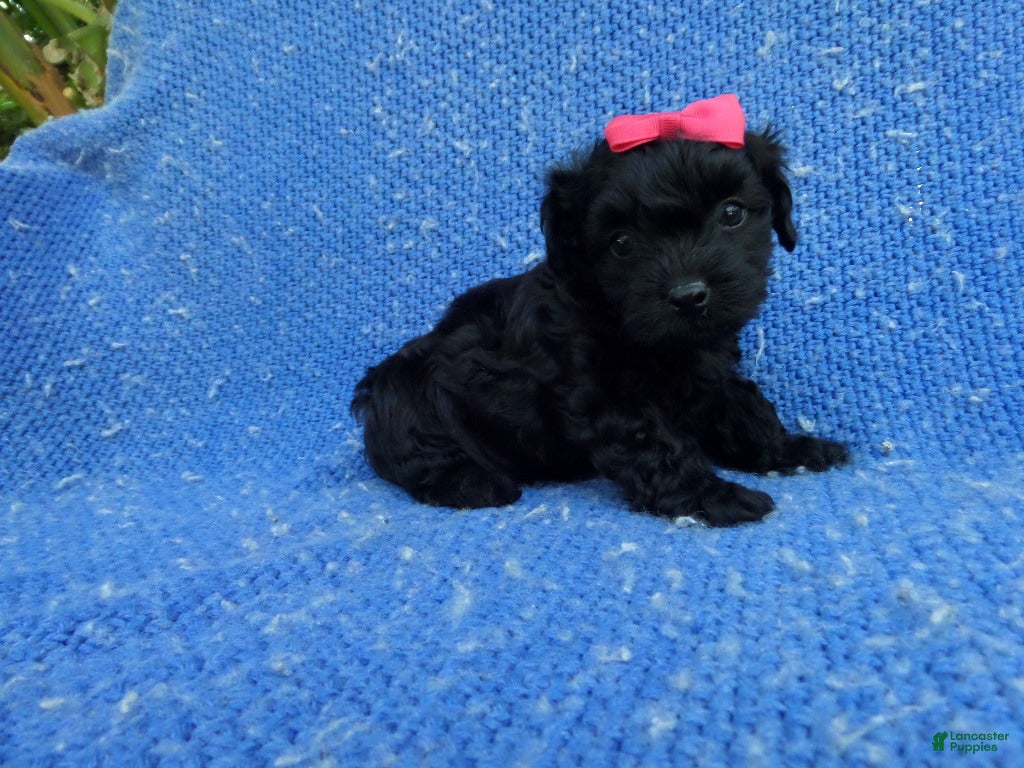 Maltipoo dogs Gabby  - Ad 23