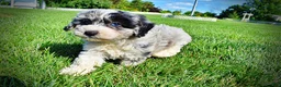 Havapoo dogs for sale: Bluebelle - Ad 16