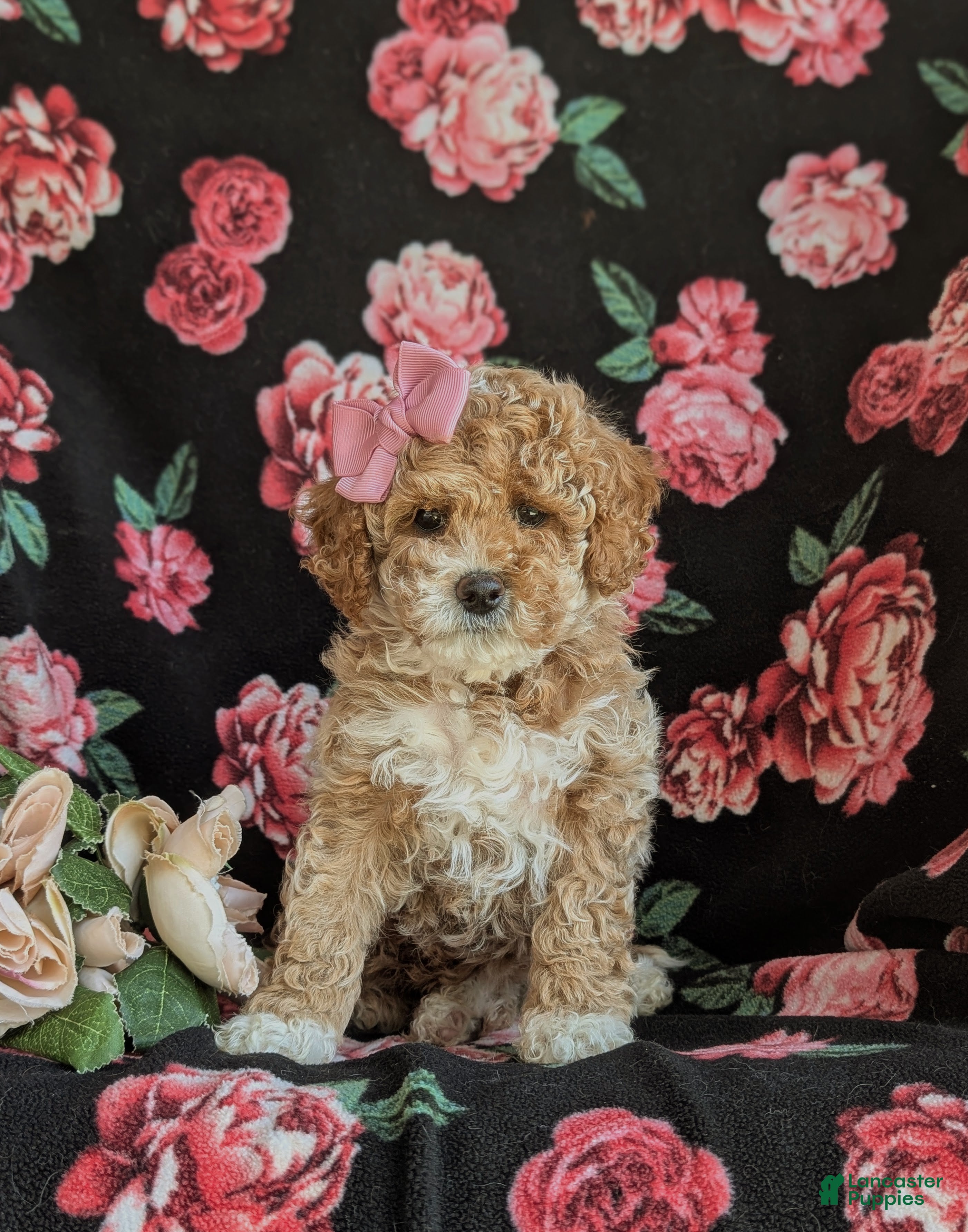 Cavapoo dogs Mallory Hypoallergenic - Ad 2