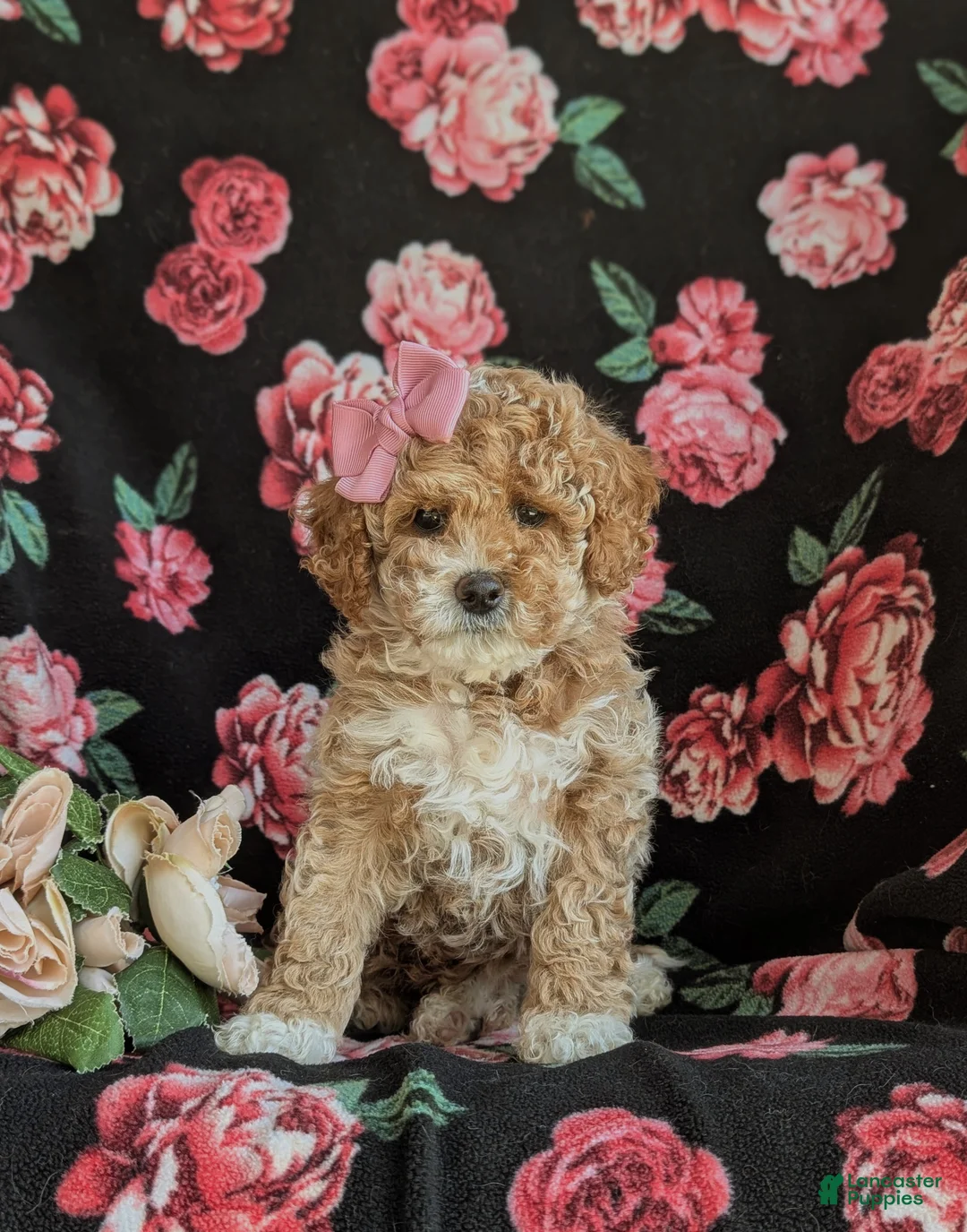Cavapoo dogs for sale: Mallory Hypoallergenic - Ad 2