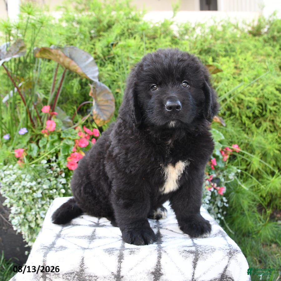 Newfoundland dogs Mikmaq - Ad 1