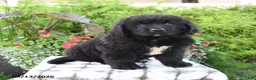 Newfoundland dogs for sale: Mikmaq - Ad 1