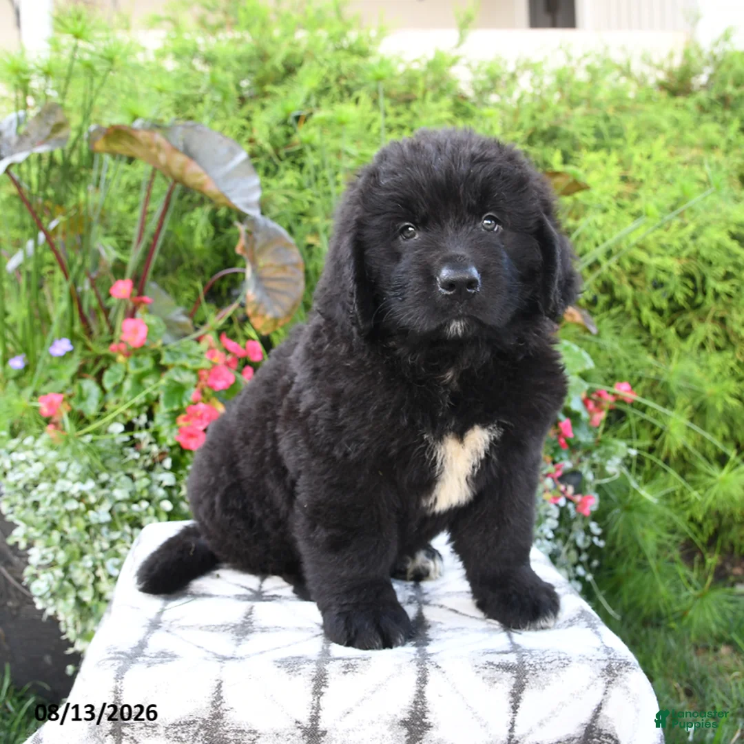 Newfoundland dogs for sale: Mikmaq - Ad 1