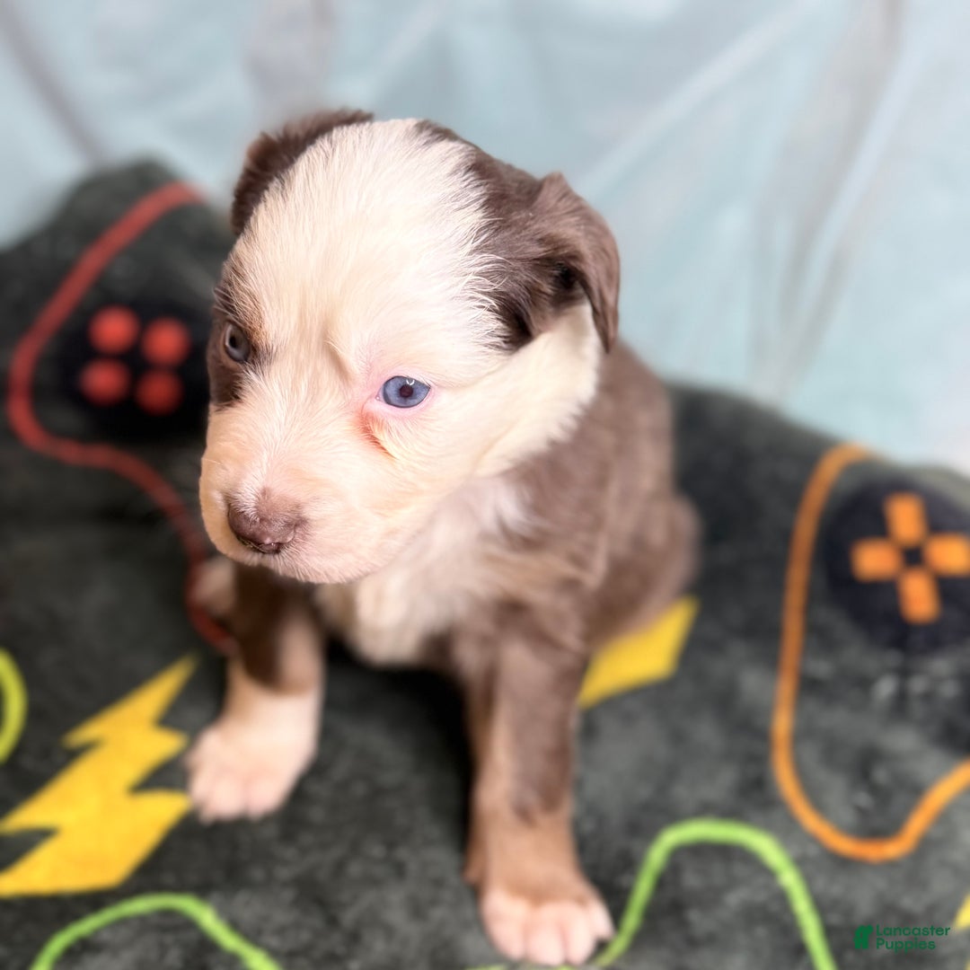 Mixed Breed dogs for sale: Honey - Ad 2