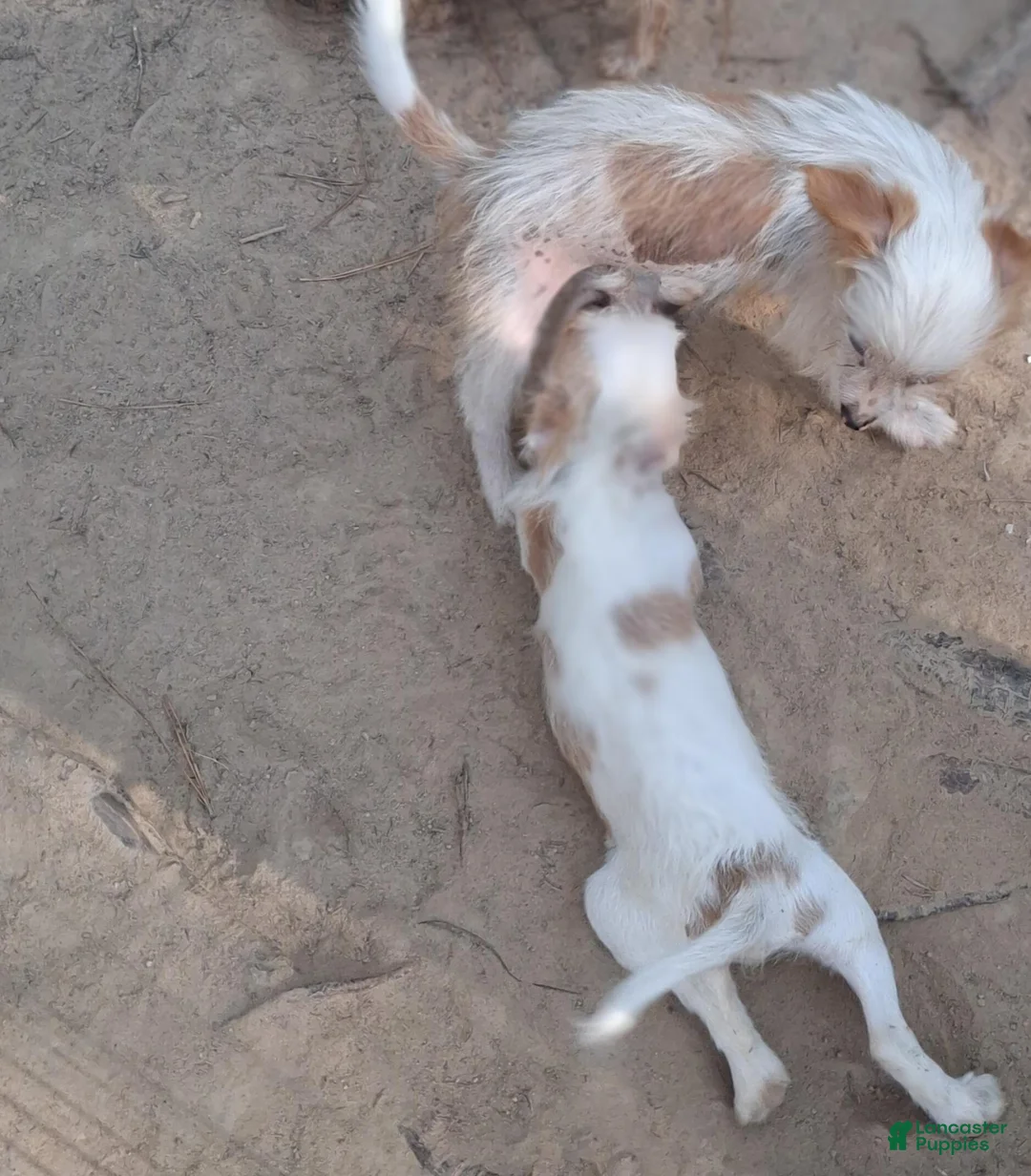 Mixed Breed dogs for sale: Mixed Breed 2 - Ad 9