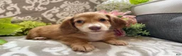 Miniature Dachshund dogs for sale: Shane - Ad 6