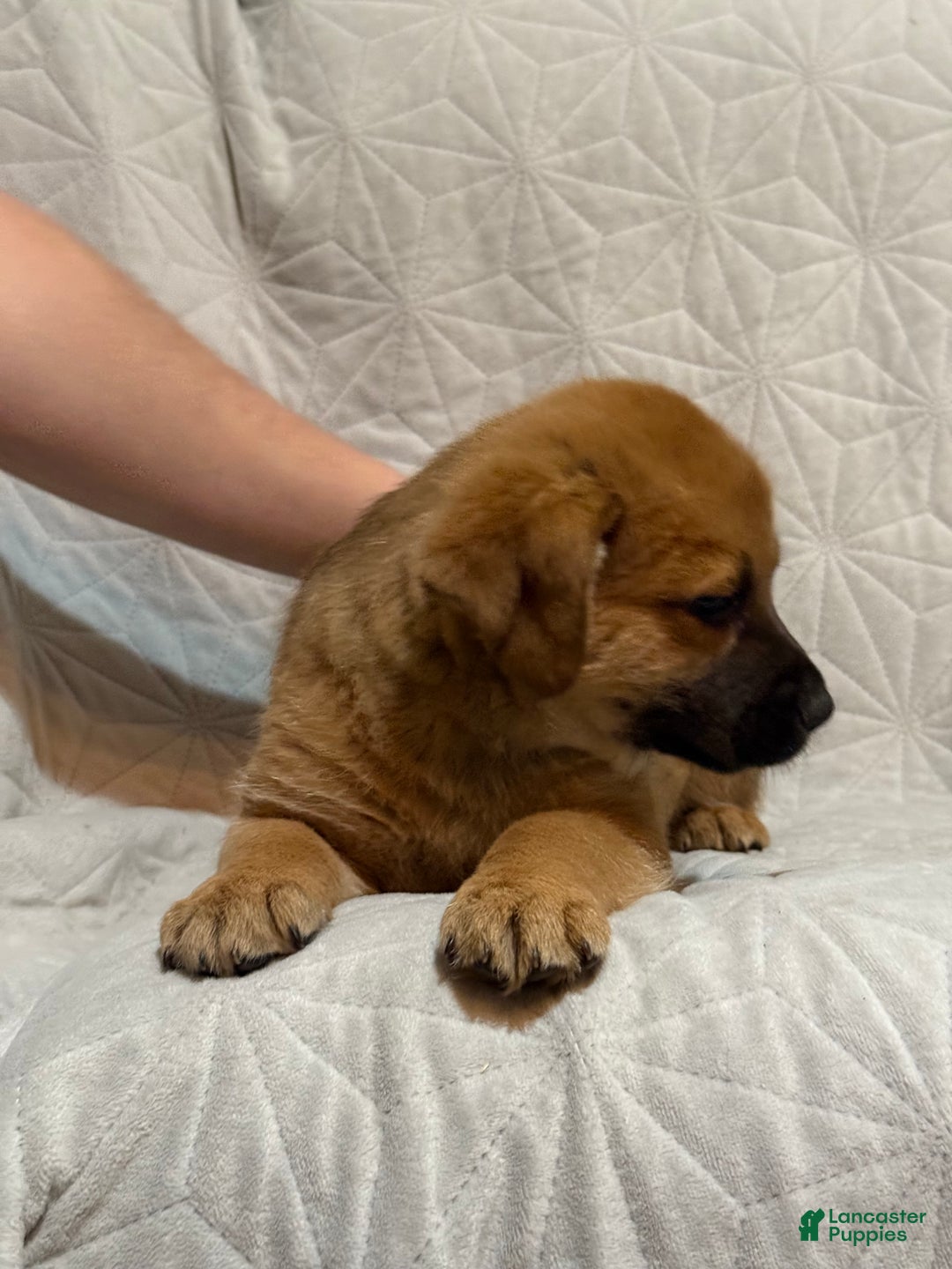 Mixed Breed dogs for sale: Mixed Breed Puppy 8 - Ad 4