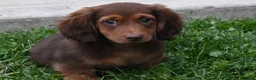 Miniature Dachshund dogs for sale: AKC Deon - Ad 10