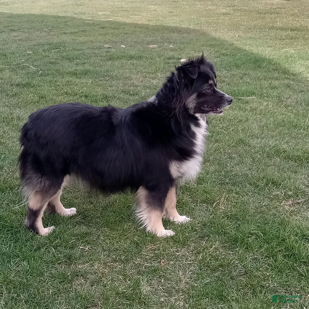 Mixed Breed dogs for sale: Indigo  - Ad 2