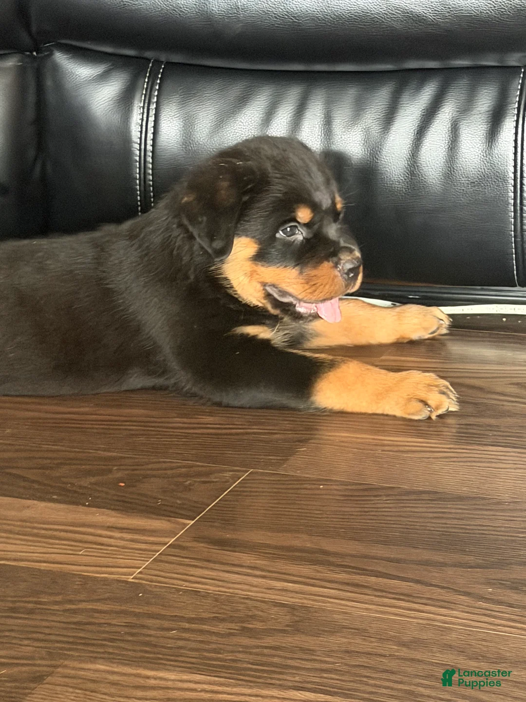 Rottweiler dogs for sale: Nala - Ad 1