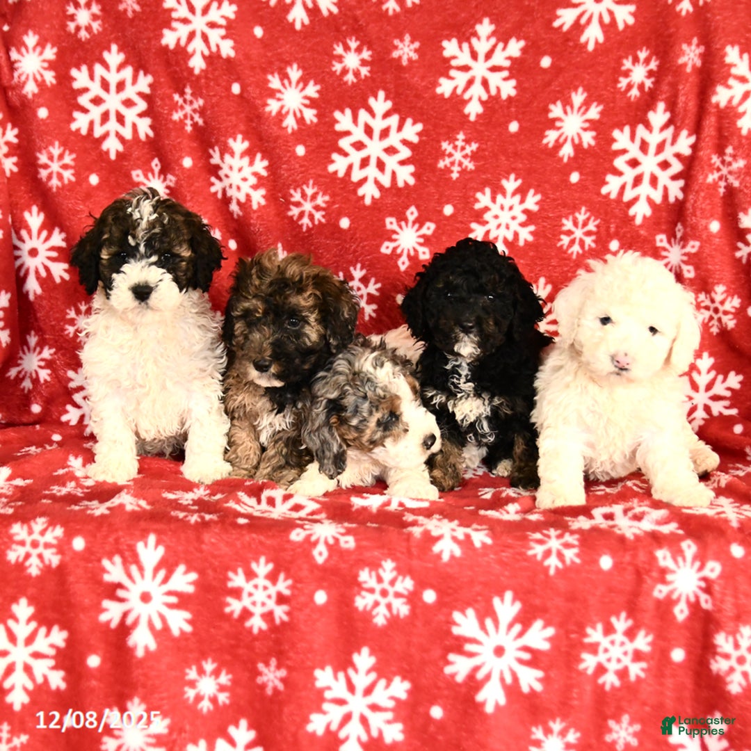 Miniature Poodle dogs for sale: Cody - Ad 5