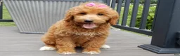 Mini Goldendoodle dogs for sale: Betsie - Ad 5